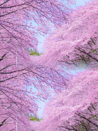 Stunning! Just 1 hour by high-speed rail from Guangzhou! Come and experience the cherry blossoms!