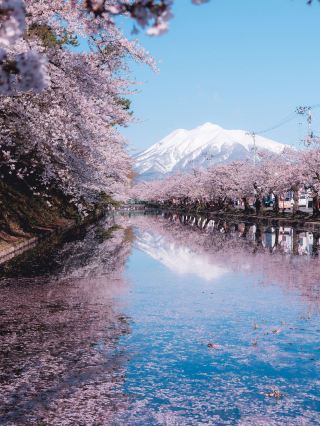 日本国内の桜の開花時期に合わせて旅程を計画しませんか？