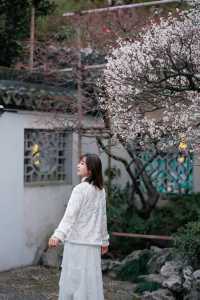 上海梅花季一定要去這個古典園林賞花還免費!!