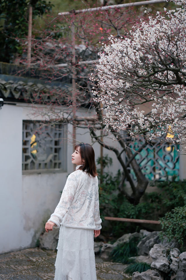 上海梅花季一定要去這個古典園林賞花還免費!! 上海梅花季一定要去這個古典園林賞花還免費!!