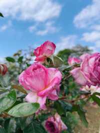 【春日限定】賞花摘果，一秒get仙女感！