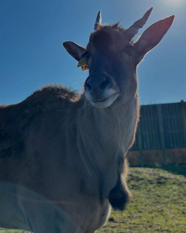 伍斯特周邊必衝！西密德蘭茲野生動物園保姆級攻略真實體驗
