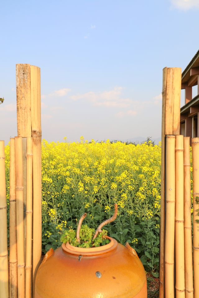 建水三月,去雙龍橋睇油菜花海 建水三月,去雙龍橋睇油菜花海