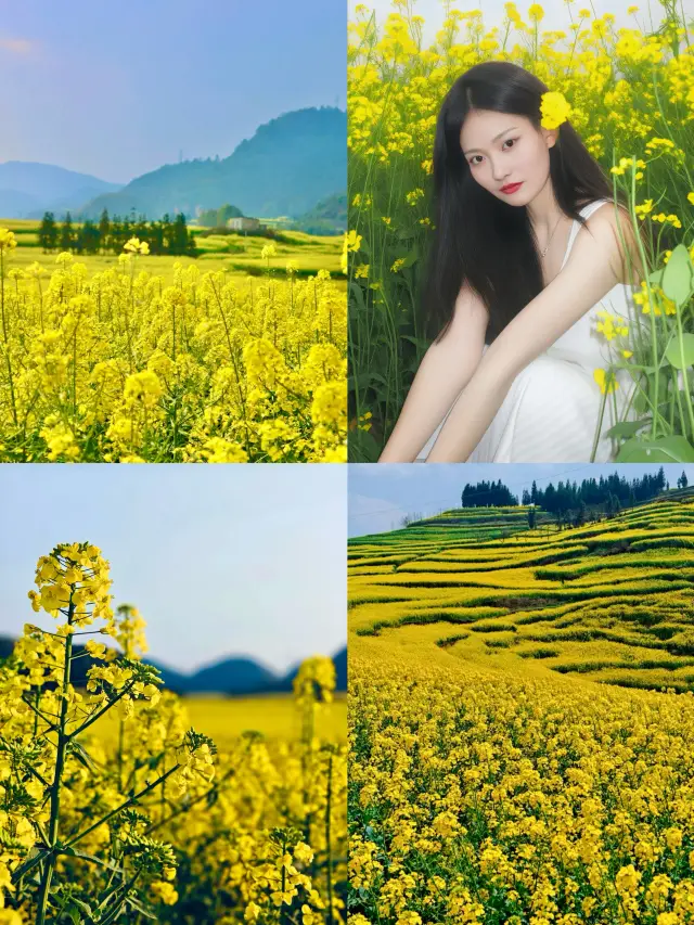 유채꽃 보러 가자 | 뤄핑 유채꽃밭 너무 멋있어