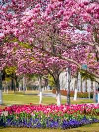 上海唯一玉蘭花鬱金香同框寶藏公園
