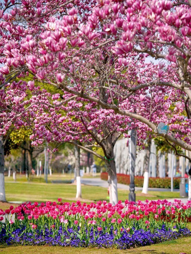 上海唯一玉蘭花鬱金香同框寶藏公園