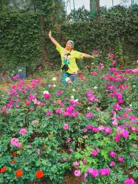 Festival of Roses in effect 💐💐💐
