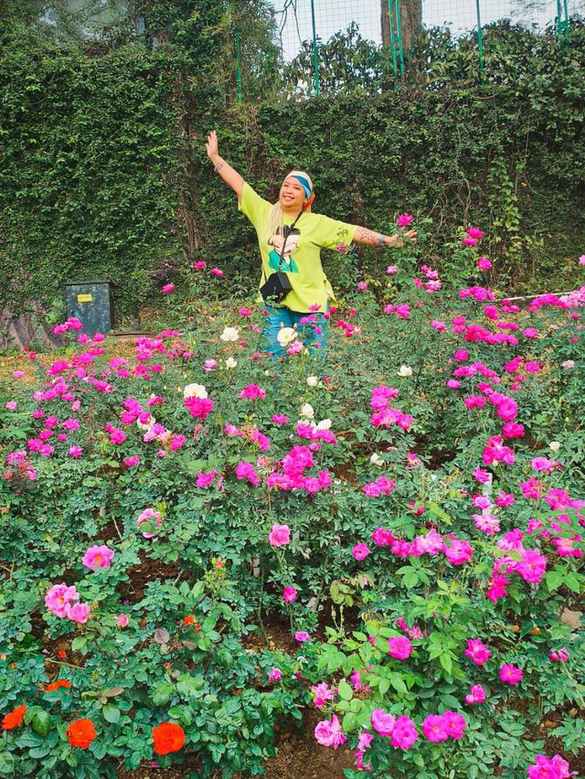 Festival of Roses in effect 💐💐💐