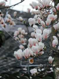 成都這家寺廟藏著玉蘭花的春天