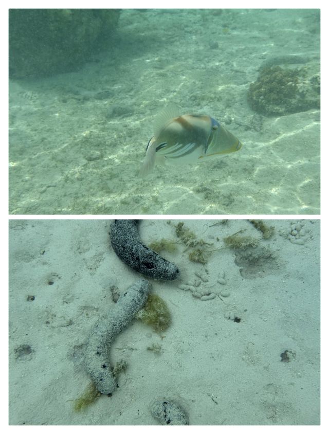 庫克群島，我嘅心靈烏托邦。