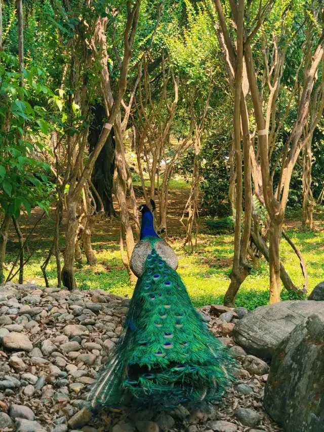 6-Day Tour of Baoshan and Dehong: A Super Detailed Guide You Won't Want to Miss