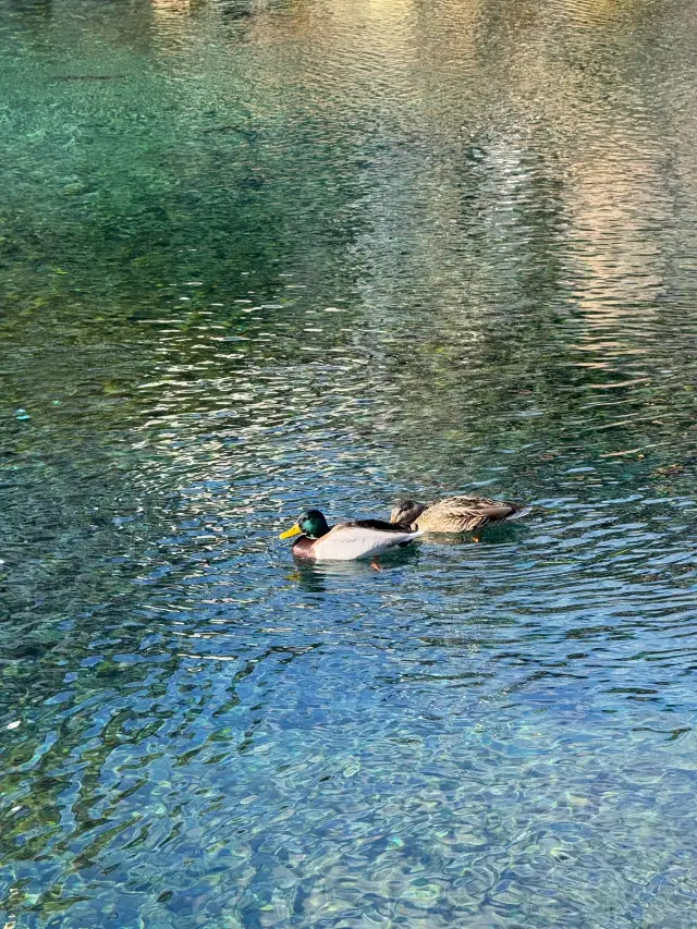 日本7日遊長者出行優選