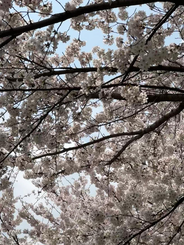 🌸首爾賞櫻秘境 | 良才川步道