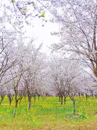 誤入現實版莫奈花園 武漢小眾賞櫻新地標