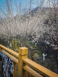 寧陝子午梅苑 | 走進秦嶺深處的百畝梅園