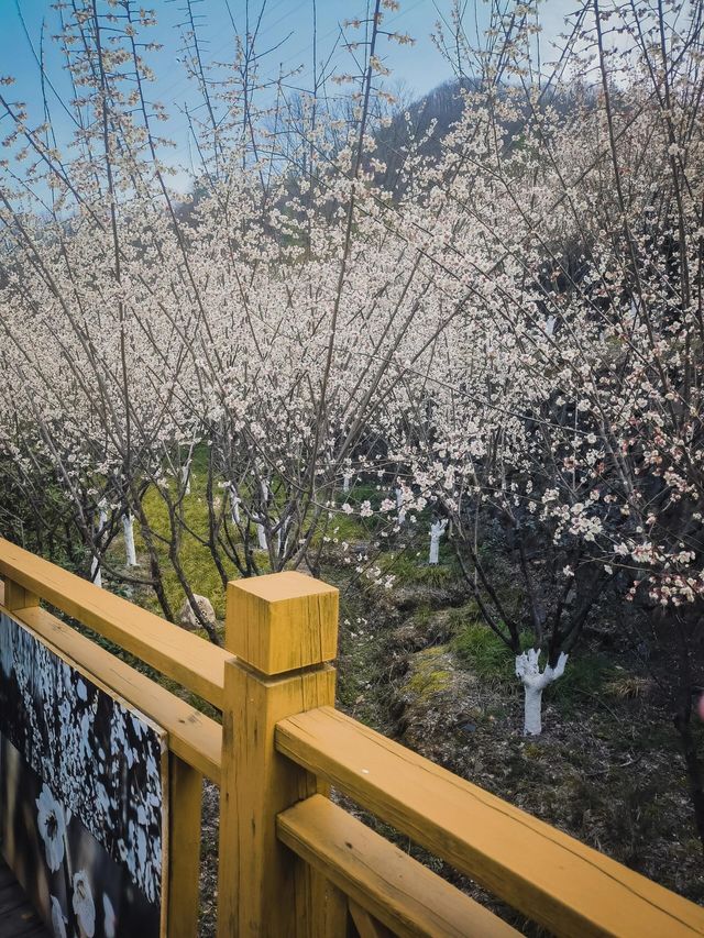 寧陝子午梅苑 | 走進秦嶺深處的百畝梅園