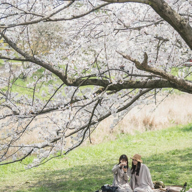 九州賞櫻攻略🌸8個人少絕美櫻花秘境大公開