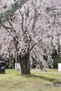 Don't miss out! Daigoji Temple is a cherry blossom paradise!