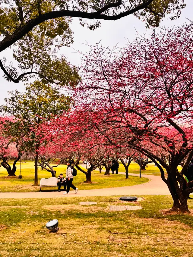 Changsha Travel Guide for Two: Budget ¥5,000