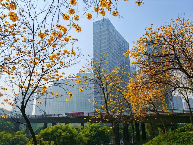 黃風鈴花開季