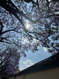 昆明教場中路藍花楹