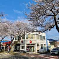 🌸濟州島典農路 | 沉浸式賞櫻全攻略