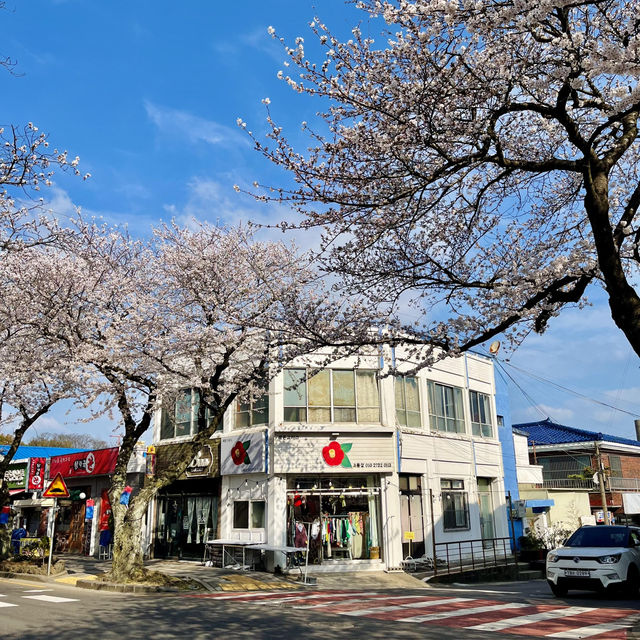 🌸濟州島典農路 | 沉浸式賞櫻全攻略