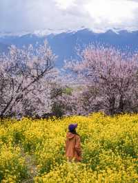 比起嘎拉桃花村，我更愛沿途的雪山和桃樹