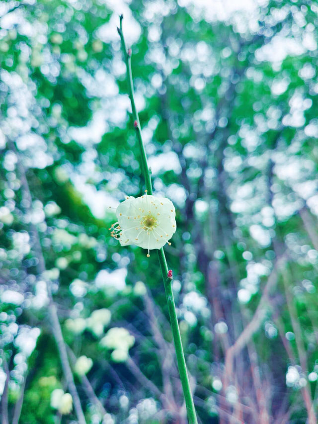 鄭州｜紫金山公園｜春日限定｜梅櫻共舞嘅浪漫奇遇