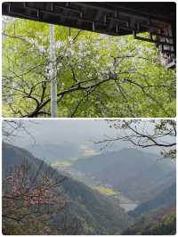 佛系吸氧天花板！天目山保姆級避坑攻略