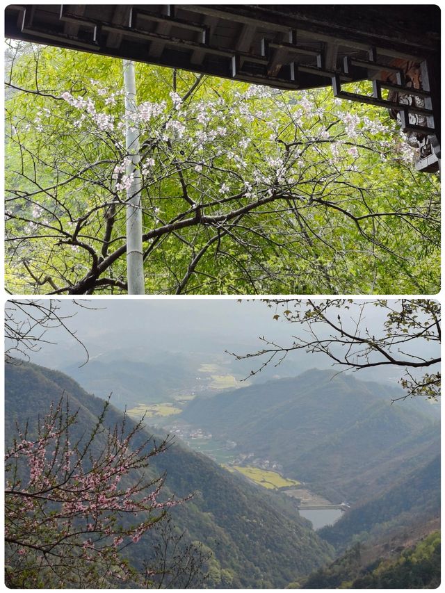 佛系吸氧天花板！天目山保姆級避坑攻略