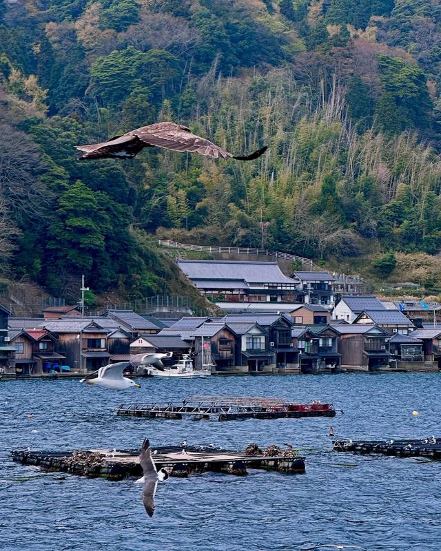 伊根舟屋+天橋立攻略！大阪/京都出發省心。