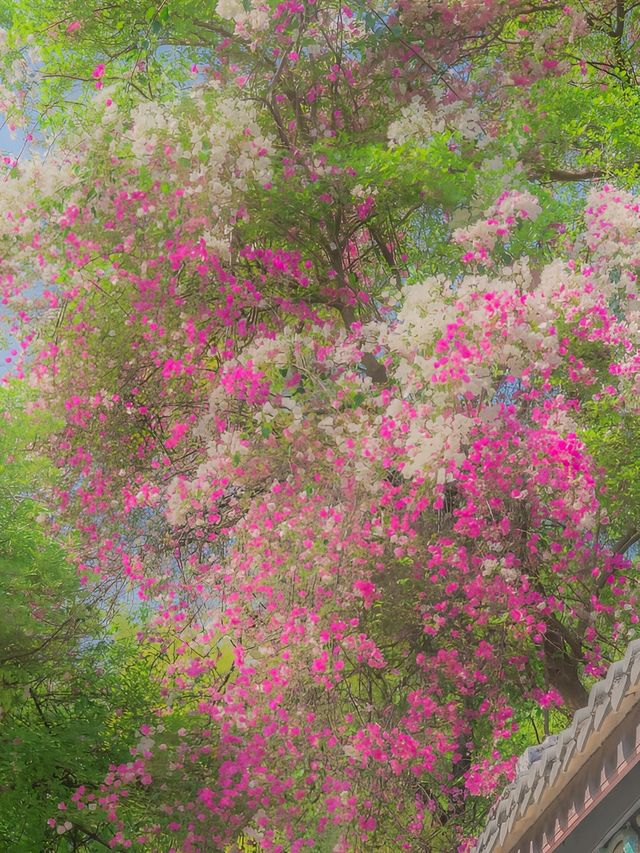 在園博園，看到了春日賞花天花板