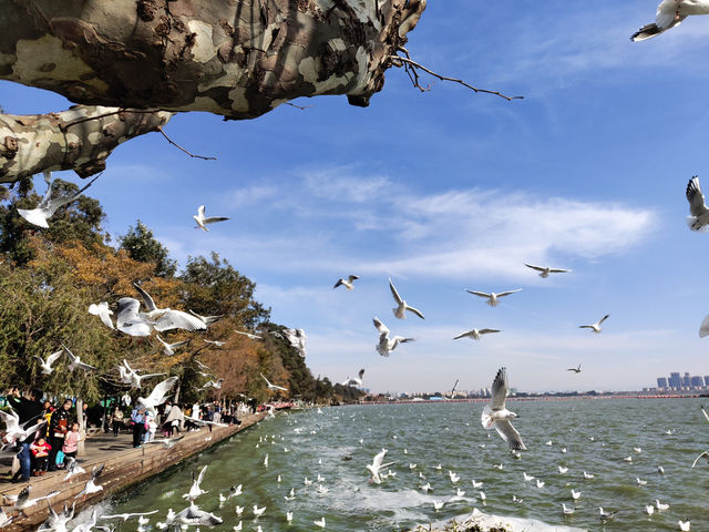 雲南昆明滇池｜與海鷗的浪漫之約🦢