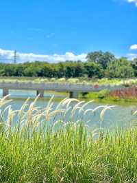 石岩湖濕地公園 | 環湖徒步騎行天花板