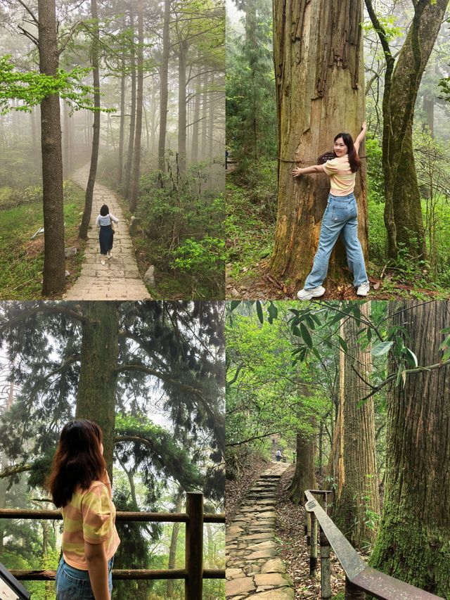 逃離城市•低能量旅行天目山度假攻略