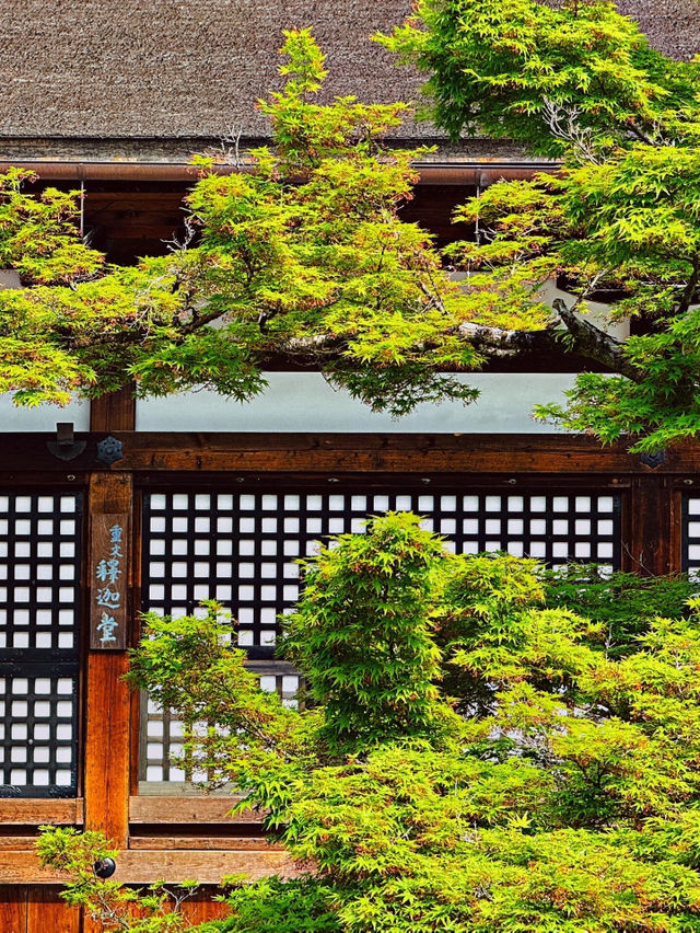 2025年清水寺櫻花季尾聲：春日的溫柔謝幕