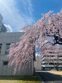 四月仙台東北大學，邂逅夢幻櫻海🌸