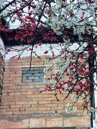 以藏式建築為背景嘅梨花先至係積致美學