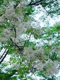 無錯，為咗呢個苦楝（liàn）花我嚟到紹興