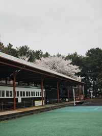 🌸济州島三無公園櫻花，簡直美到心巴上啦！🌸