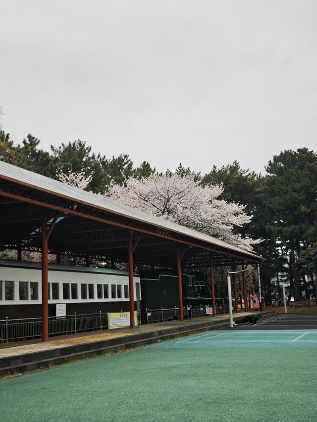 🌸济州島三無公園櫻花，簡直美到心巴上啦！🌸