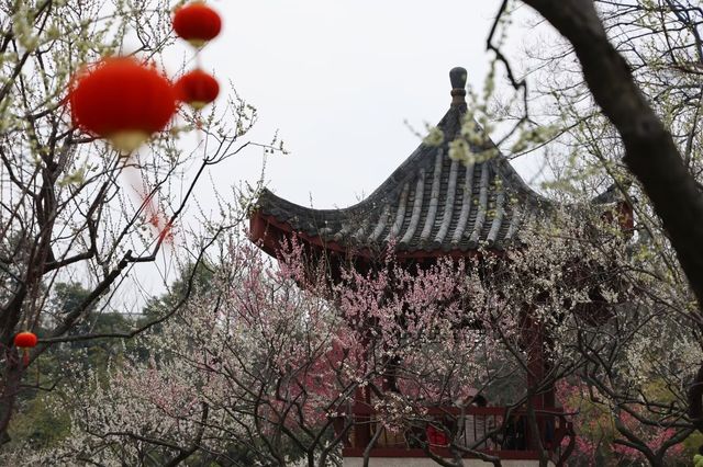 尋香東湖畔，探秘武漢小梅嶺花漾世界