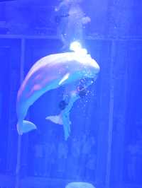 上海海昌520限定浪漫必鎖嘅海洋心動