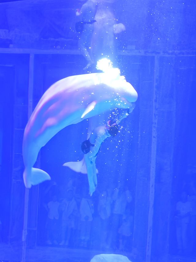 上海海昌520限定浪漫必鎖嘅海洋心動