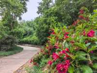 登山，由西山國家森林公園穿越至八大處公園。