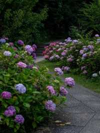 京都智積院 | 繡球花的禪意之美