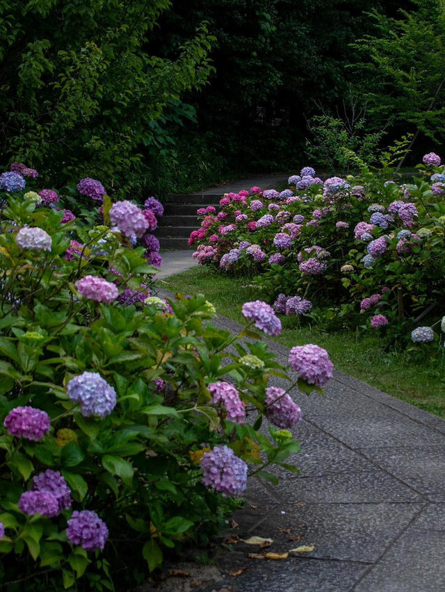 京都智積院 | 繡球花的禪意之美