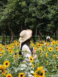 深圳寶子們快看！市民中心藏了片「現實版陽光畫布」🌻✨五一假期誤闖這片向日葵花海，直接被美到走不動路！