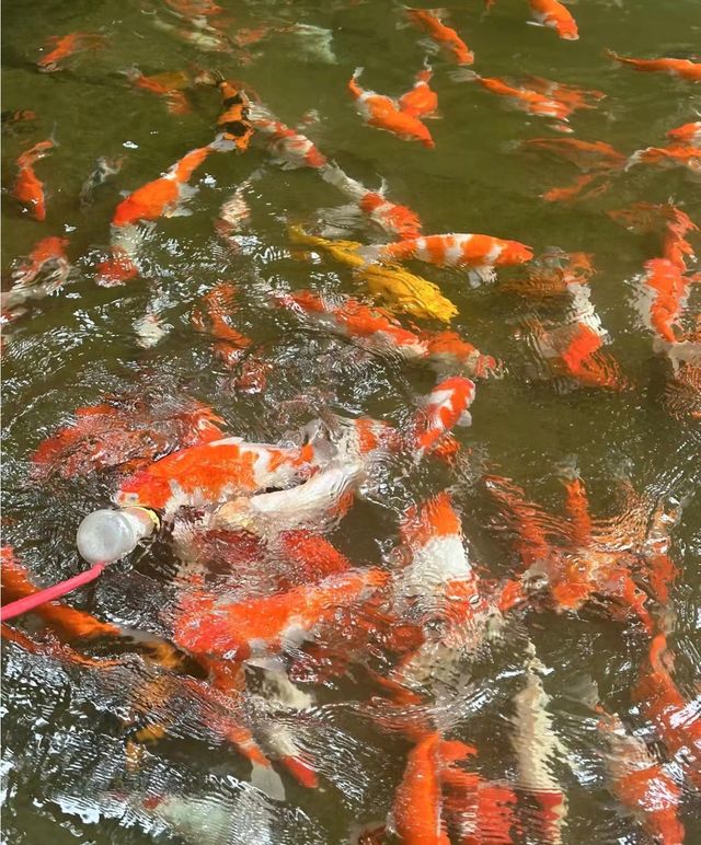 洛陽周邊小眾秘境 |王府竹海:現實仙境